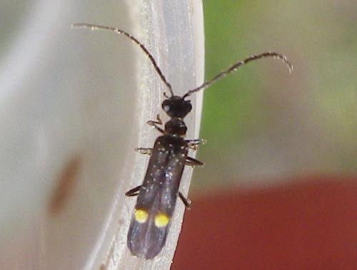 Réf. 230 941 : Malthodes sp.